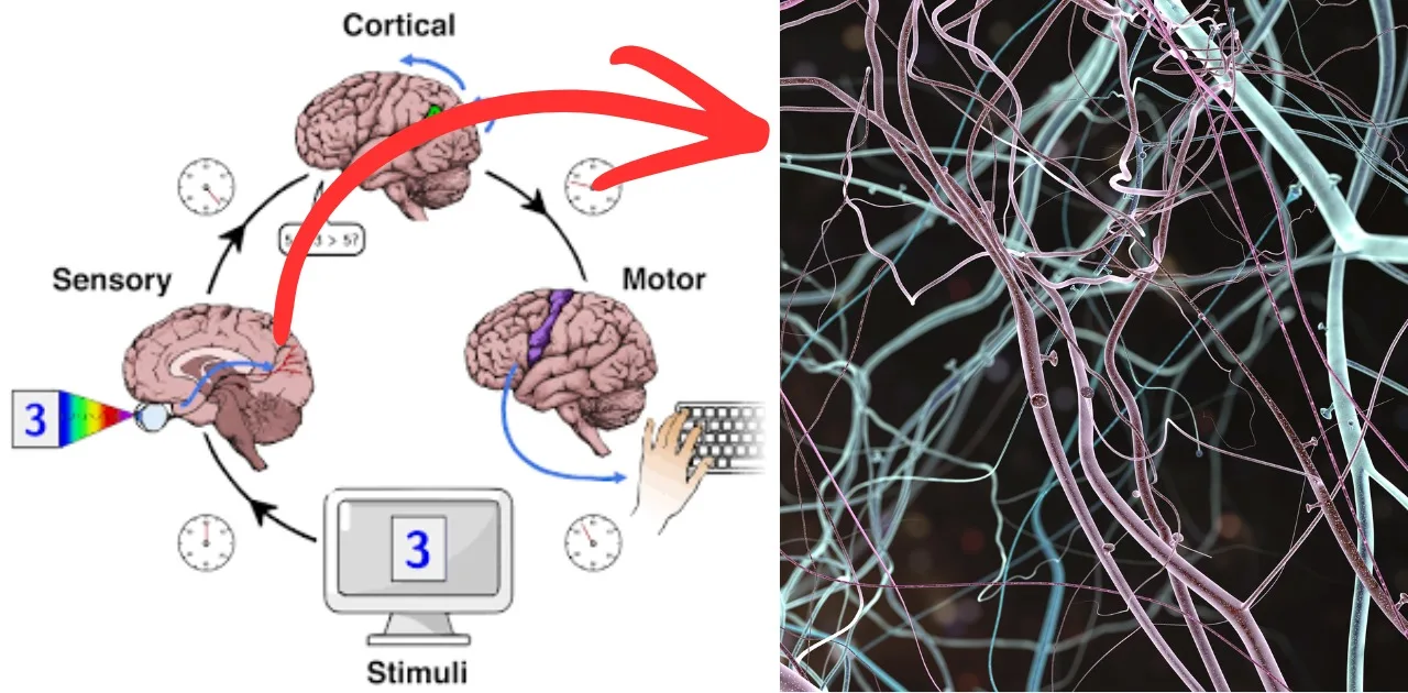 Brain Processing Pathway & Neural Network in Reaction Time Reaction time pathway: visual stimulus, sensory input, cortical processing, motor action.