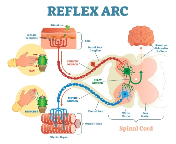 Reflex Arc Neural Pathway Diagram: Sensory to Motor Response Reflex arc diagram: hand on a cactus, sensory neuron to spinal cord, motor neuron to muscle.